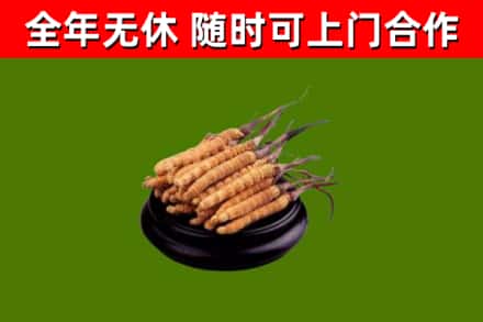 玉溪回收冬虫夏草