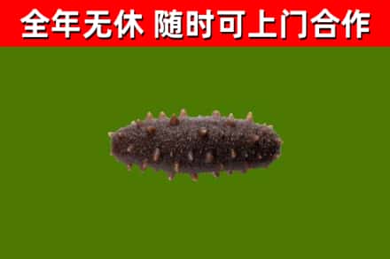玉溪回收海参干
